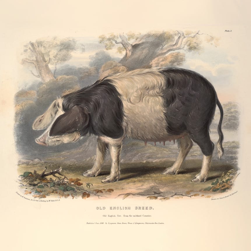 Coloured illustration of an Old English sow from 1842
